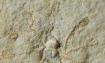 Saccocoma tenella (GOLDFUSS 1831) - Bild © FossNet FossilienStore